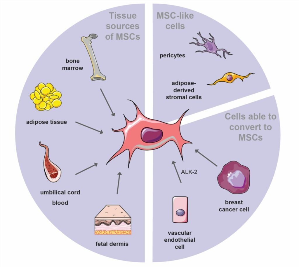 Mesenchymal-Stem-Cells-(MSCs)-Isolation-and-Expansion-Services-1