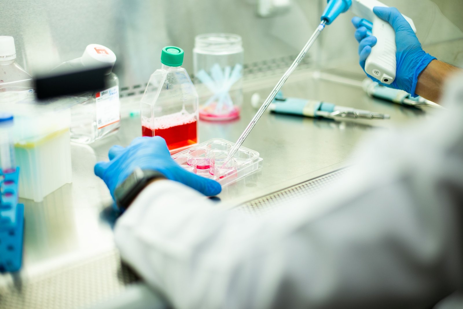 cell culture at the cell culture laboratory